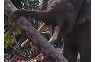 Viral Gajah Sumatra Dikerahkan Bersihkan Tumpukan Kayu di Aceh Pasca Banjir dan Longsor