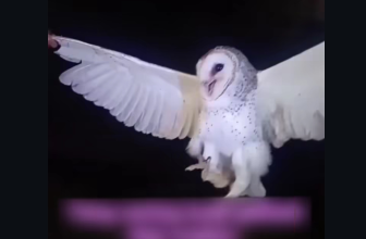 Viral Wanita di NTT Tembak Mati Burung Hantu