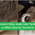 Viral Link Video Perempuan Jubir Tambang Morowali vs TKA China