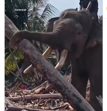 Viral Gajah Sumatra Dikerahkan Bersihkan Tumpukan Kayu di Aceh Pasca Banjir dan Longsor