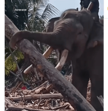 Viral Gajah Sumatra Dikerahkan Bersihkan Tumpukan Kayu di Aceh Pasca Banjir dan Longsor