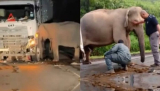 Viral: Video Gajah Tunggu Anaknya yang Tewas Tertabrak Truk