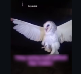 Viral Wanita di NTT Tembak Mati Burung Hantu