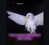 Viral Wanita di NTT Tembak Mati Burung Hantu