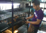Untungnya Jualan Ikan Hias Seharian