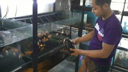 Untungnya Jualan Ikan Hias Seharian