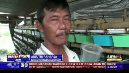 Ternak Cacing Sutra Pengusaha Hasilkan Puluhan Juta