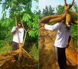 Petani Pengusaha Singkong Gajah Kalimantan