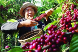 Suparyoto dan Kopi Organik dari Lampung