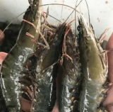 Pengusaha Udang Subang H. Isbandi Bertahan